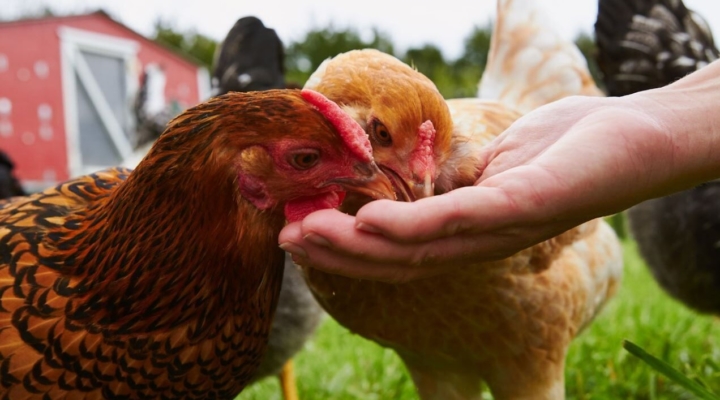 What Chickens Can And Should Not Eat United Equity